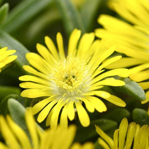 Wheels Of Wonder® Golden Wonder Ice Plant 1 Wheels Of Wonder® Golden Wonder Ice Plant
