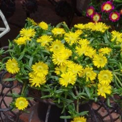 Wheels Of Wonder® Golden Wonder Ice Plant 5 Wheels Of Wonder® Golden Wonder Ice Plant -Florist Shop DelospermaWheelsofWonder GoldenWonder Contai