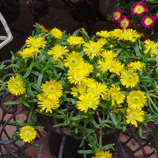 Wheels Of Wonder® Golden Wonder Ice Plant 3 Wheels Of Wonder® Golden Wonder Ice Plant - Image 3