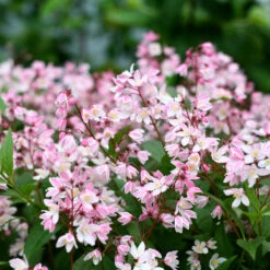Yuki Cherry Blossom® Deutzia -Florist Shop Deutzia Yuki Cherry Blossom 4 P