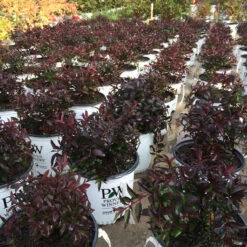 Yuki Cherry Blossom® Deutzia -Florist Shop Deutzia Yuki Cherry Blossom 6 P