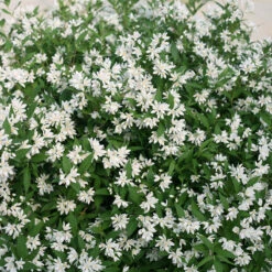 Yuki Snowflake® Deutzia -Florist Shop Deutzia Yuki Snowflake 4 P