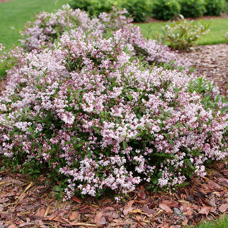 Yuki Kabuki™ Deutzia 1 Yuki Kabuki™ Deutzia