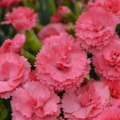 Fruit Punch® 'Classic Coral' Dianthus -Florist Shop Dianthus ClassicCoral PP30048CPBRAF0003lowres