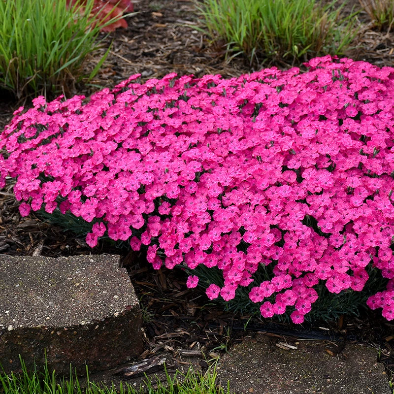 'Paint The Town Magenta' Dianthus 5 'Paint The Town Magenta' Dianthus - Image 5