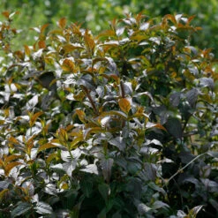 Kodiak® Black Diervilla 8 Kodiak® Black Diervilla -Florist Shop Diervilla Kodiak Black 4