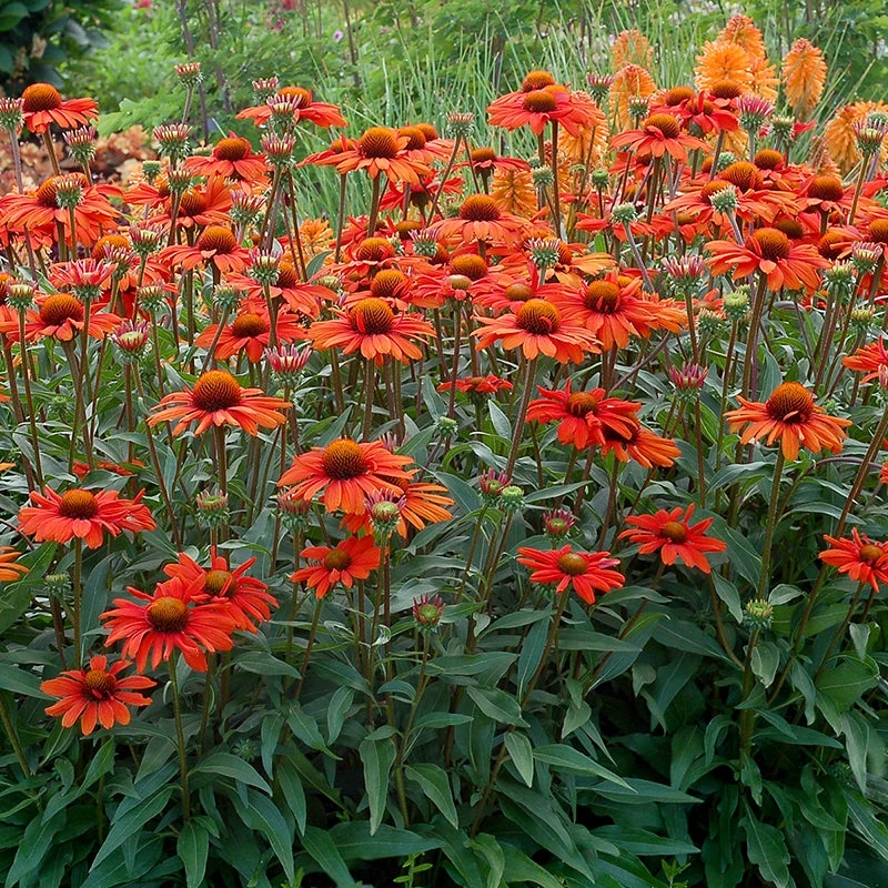 Kismet® Intense Orange Coneflower 1 Kismet® Intense Orange Coneflower