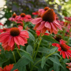 Color Coded™ 'Frankly Scarlet' Coneflower