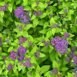 Double Play® Dolly™ Spirea -Florist Shop Electriclimefoliageiscontrastedbyfluffyroyal