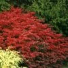 Fire Ball® Burning Bush