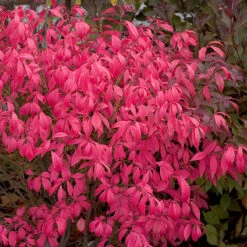 Unforgettable Fire® Burning Bush 9 Unforgettable Fire® Burning Bush -Florist Shop Euonymus Unforgettable Fire 4 P