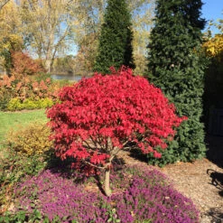 Unforgettable Fire® Burning Bush 10 Unforgettable Fire® Burning Bush -Florist Shop Euonymus Unforgettable Fire 5 P