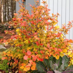 Legend Of The Fall® Bottlebrush -Florist Shop Fothergilla Legend of the Fall 3 P