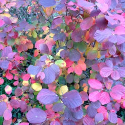 Legend Of The Fall® Bottlebrush -Florist Shop Fothergilla Legend of the Fall 4 P