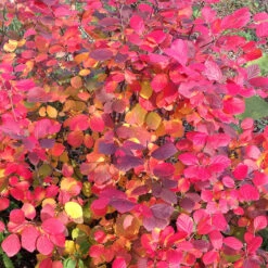 Legend Of The Fall® Bottlebrush -Florist Shop Fothergilla Legend of the Fall 5 P