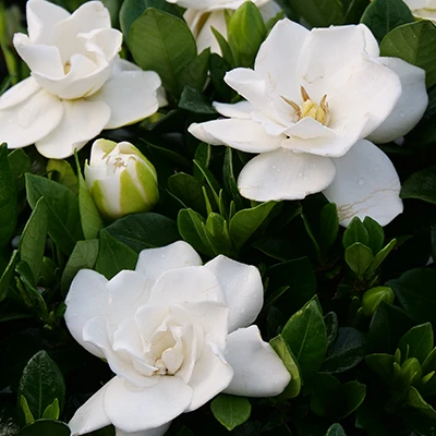 Steady As She Goes™ Gardenia 1 Steady As She Goes™ Gardenia