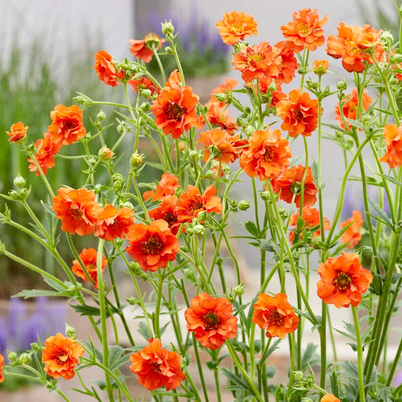 'Miss Clementine' Geum 1 'Miss Clementine' Geum