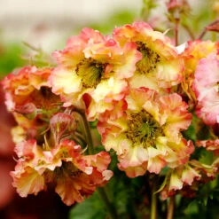 Pretticoats™ Peach Geum 6 Pretticoats™ Peach Geum -Florist Shop Geum Pretticoats Peach 6