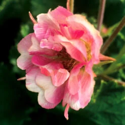 Tempo™ Rose Geum -Florist Shop Geum Tempo Rose 5