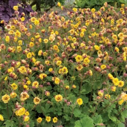 Tempo™ Yellow Geum 7 Tempo™ Yellow Geum -Florist Shop Geum Tempo Yellow 13 sq