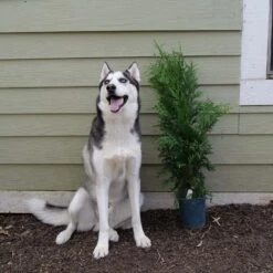 'Green Giant' Arborvitae/Thuja 13 'Green Giant' Arborvitae/Thuja -Florist Shop Great garden plants green giant arborvitae 544ba6cb 2aa2 48b6 a69f f2045670184d sw