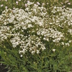 Festival Star® Baby's Breath 8 Festival Star® Baby's Breath -Florist Shop Gypsophila Festival Star 4 P sw