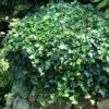 English Ivy