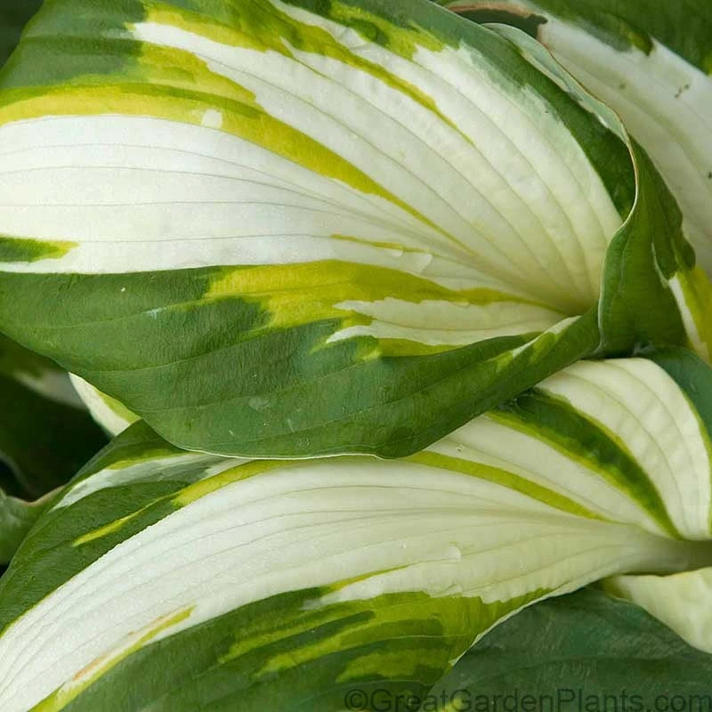 'Vulcan' Hosta 2 'Vulcan' Hosta - Image 2