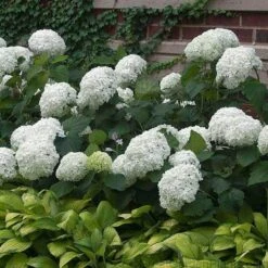 'Annabelle' Smooth Hydrangea 6 'Annabelle' Smooth Hydrangea -Florist Shop HYDAN2Q 3 92ce70b0 bc0b 493b 8557 222132210705 sw