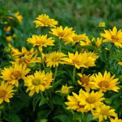 Tuscan Gold™ False Sunflower 8 Tuscan Gold™ False Sunflower -Florist Shop Heliopsis Tuscan Gold 2 P