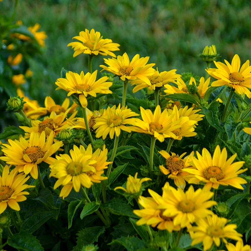 Tuscan Gold™ False Sunflower 4 Tuscan Gold™ False Sunflower - Image 4