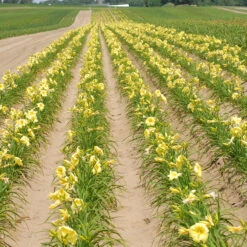 Rainbow Rhythm® 'Going Bananas' Daylily 7 Rainbow Rhythm® 'Going Bananas' Daylily -Florist Shop Hemerocallis Going Bananas 1 P