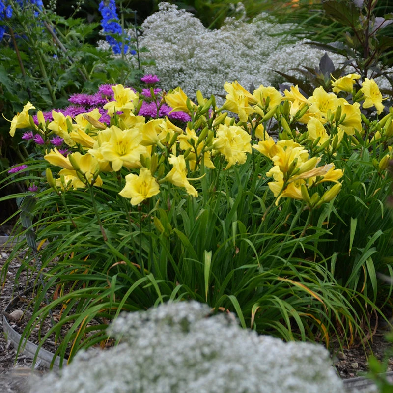 Rainbow Rhythm® 'Going Bananas' Daylily 2 Rainbow Rhythm® 'Going Bananas' Daylily - Image 2