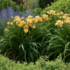 Rainbow Rhythm® 'Siloam Peony Display' Daylily -Florist Shop Hemerocallis Siloam Peony Display 4 P