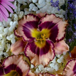 Rainbow Rhythm® 'Sound Of My Heart' Daylily -Florist Shop Hemerocallis Sound of My Heart 1 P