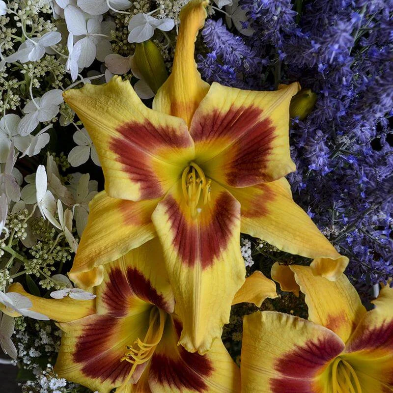 Rainbow Rhythm® 'Tiger Swirl' Daylily 5 Rainbow Rhythm® 'Tiger Swirl' Daylily - Image 5