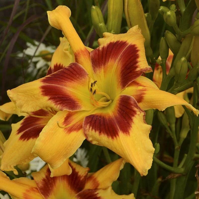 Rainbow Rhythm® 'Tiger Swirl' Daylily 2 Rainbow Rhythm® 'Tiger Swirl' Daylily - Image 2