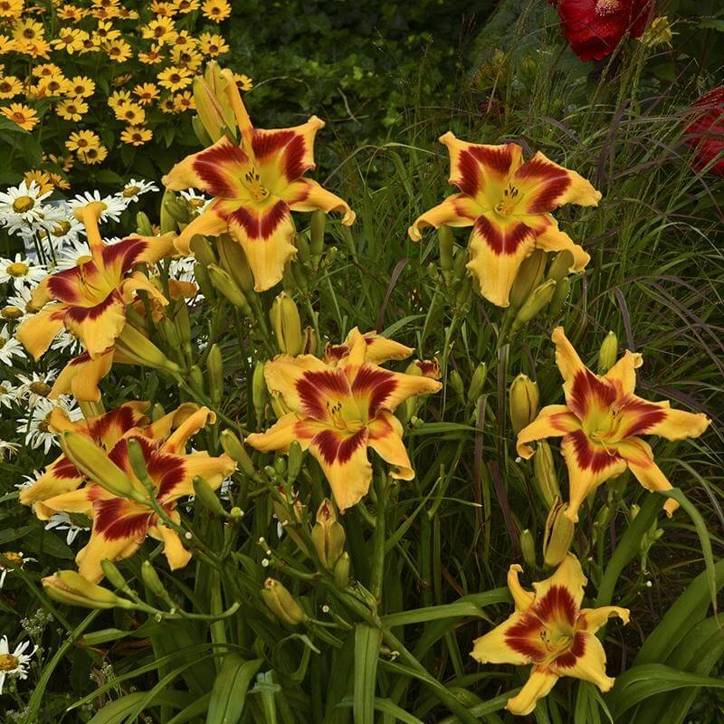 Rainbow Rhythm® 'Tiger Swirl' Daylily 3 Rainbow Rhythm® 'Tiger Swirl' Daylily - Image 3