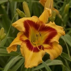 Rainbow Rhythm® 'Tiger Swirl' Daylily