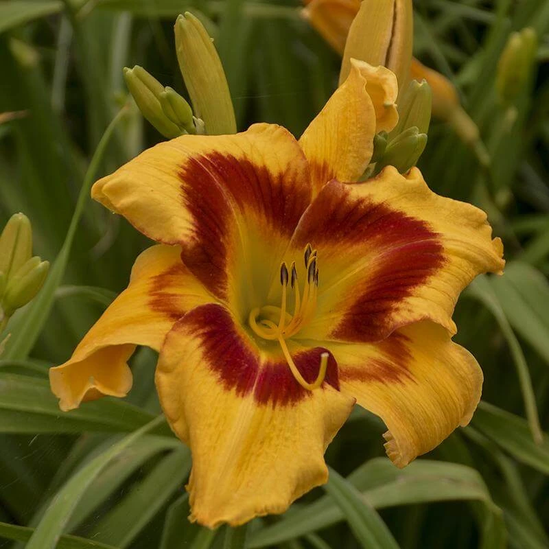 Rainbow Rhythm® 'Tiger Swirl' Daylily 1 Rainbow Rhythm® 'Tiger Swirl' Daylily
