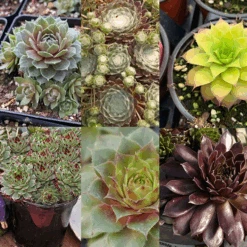 Hens & Chicks Collection