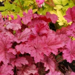 'Berry Smoothie' Coral Bells -Florist Shop Heuchera Berry Smoothie 3