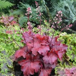 'Fire Alarm' Coral Bells -Florist Shop Heuchera Fire Alarm 1 P 350cde67 c50e 4b90 ab98 8190365a9f1f sw