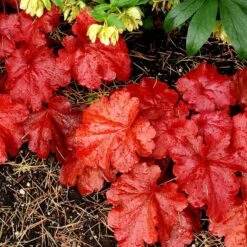 'Fire Alarm' Coral Bells -Florist Shop Heuchera Fire Alarm 4 P sw
