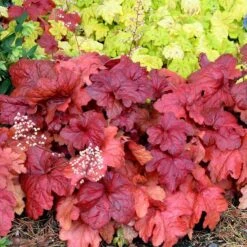 'Fire Alarm' Coral Bells -Florist Shop Heuchera Fire Alarm 6 P sw