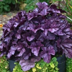 Dolce® 'Wildberry' Coral Bells -Florist Shop Heuchera Wildberry 3 P sw