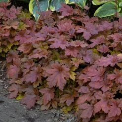 Fun And Games® 'Hopscotch' Foamy Bells -Florist Shop Heucherella Hopscotch 3 P sw