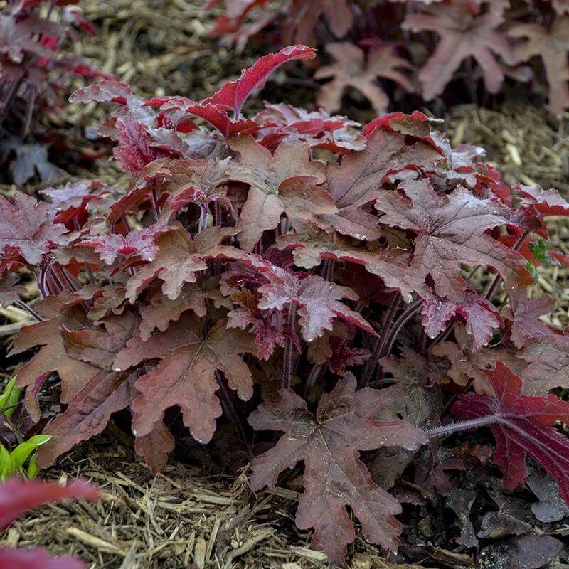 Fun And Games® 'Red Rover' Foamy Bells 2 Fun And Games® 'Red Rover' Foamy Bells - Image 2