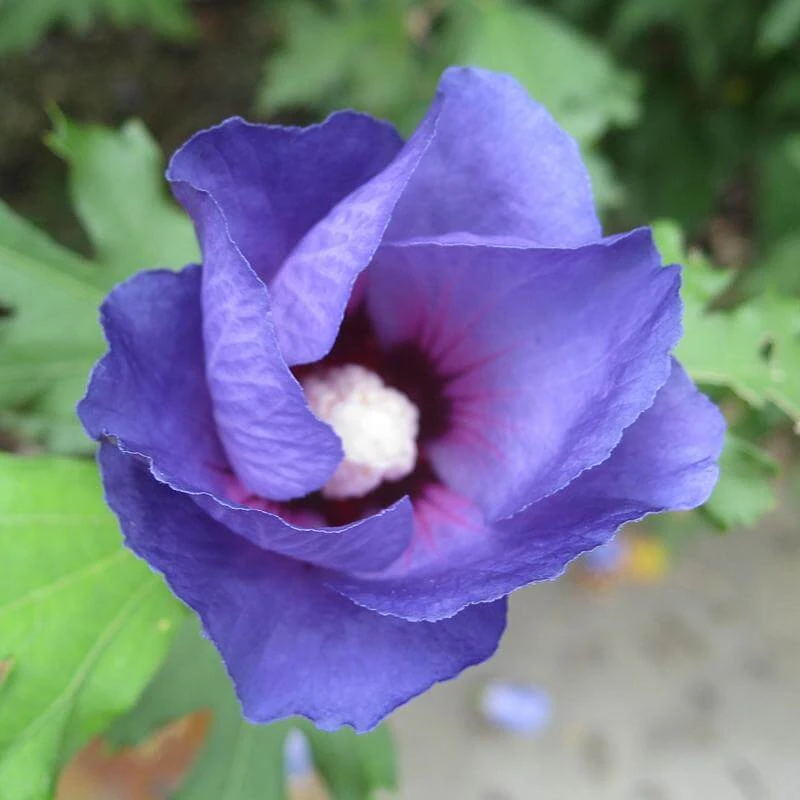 Azurri Blue Satin® Rose Of Sharon 2 Azurri Blue Satin® Rose Of Sharon - Image 2