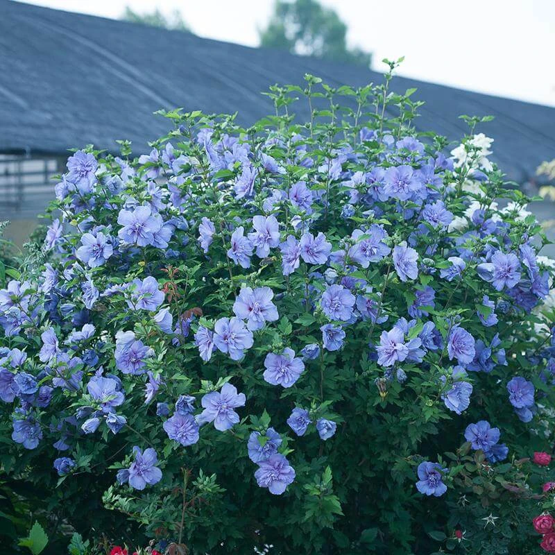 Blue Chiffon® Rose Of Sharon 2 Blue Chiffon® Rose Of Sharon - Image 2